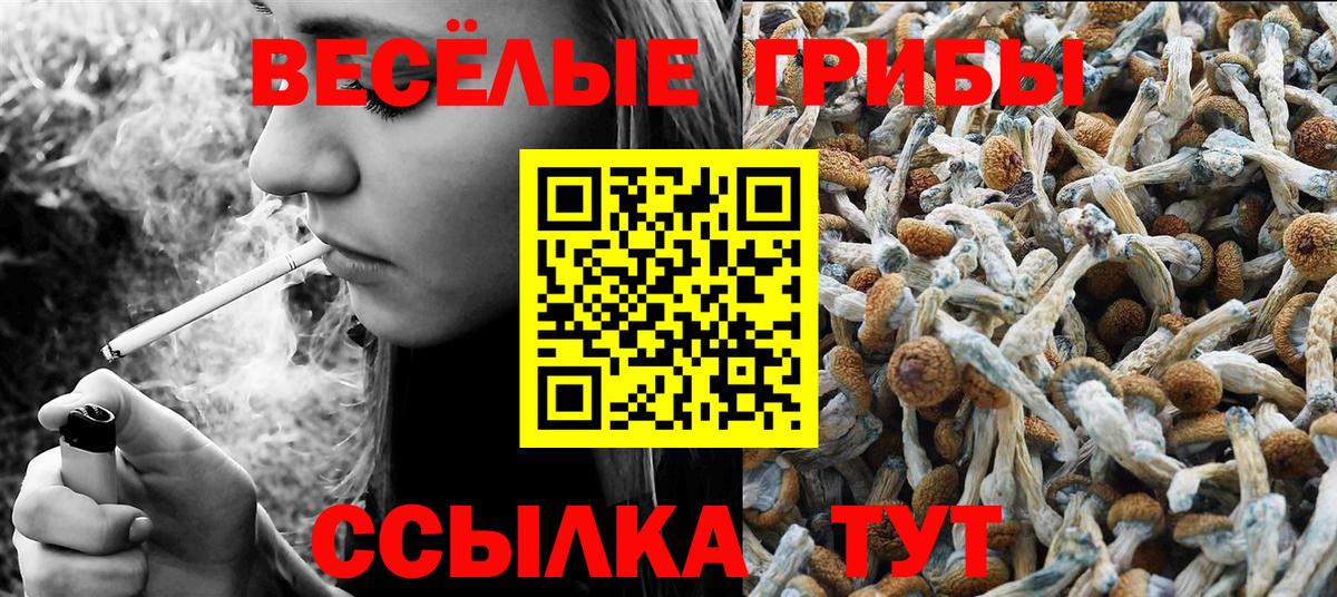 Псилоцибиновые грибы Psilocybe Сыктывкар